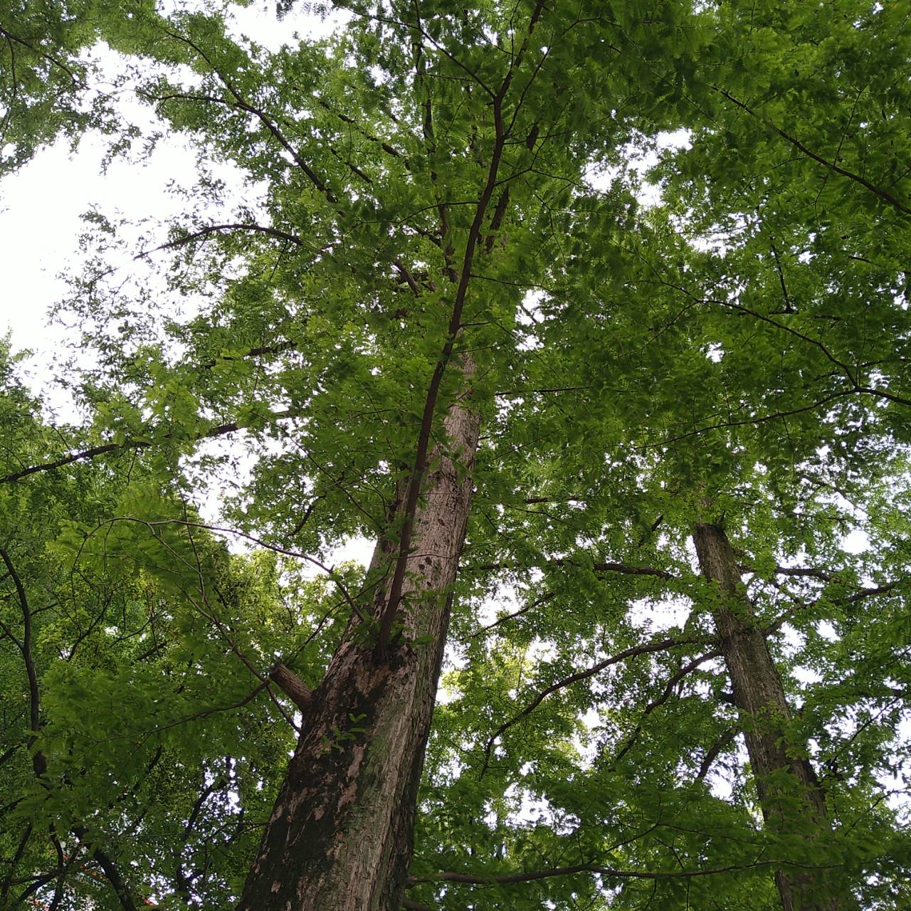 パークヨガ　IN　靭公園