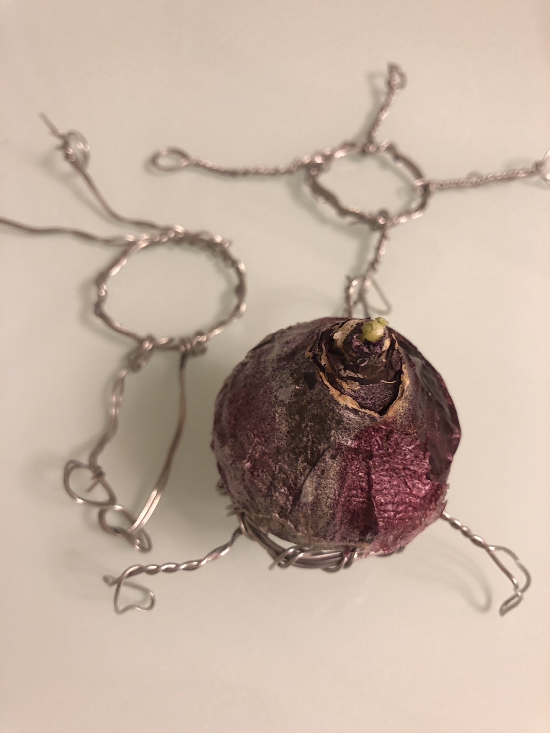 ヒヤシンスの水栽培に挑戦！